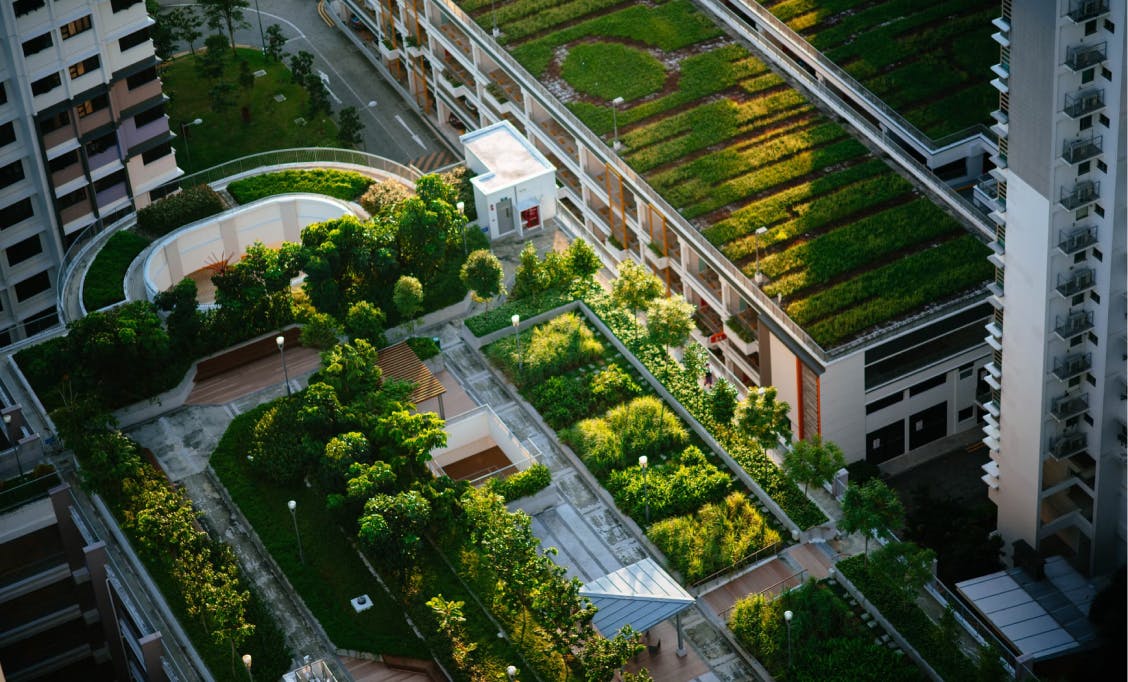 Urban Green Roof